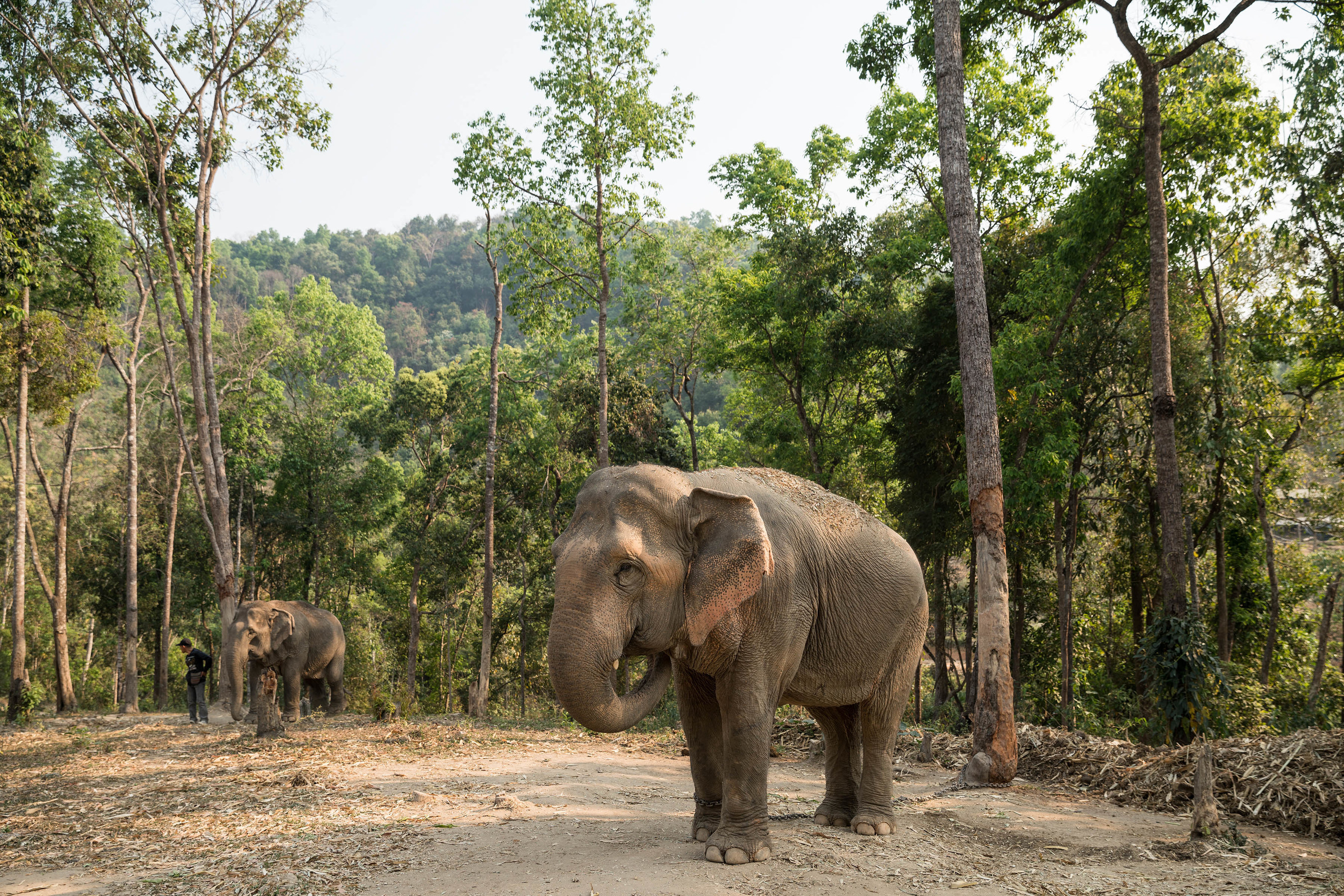 happy elephant camp valley thailand