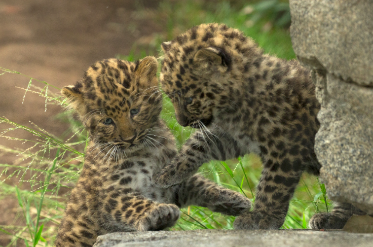 San Diego zoo cubs