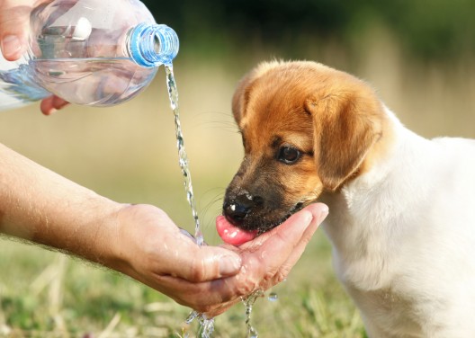 la animal services, hot weather tips