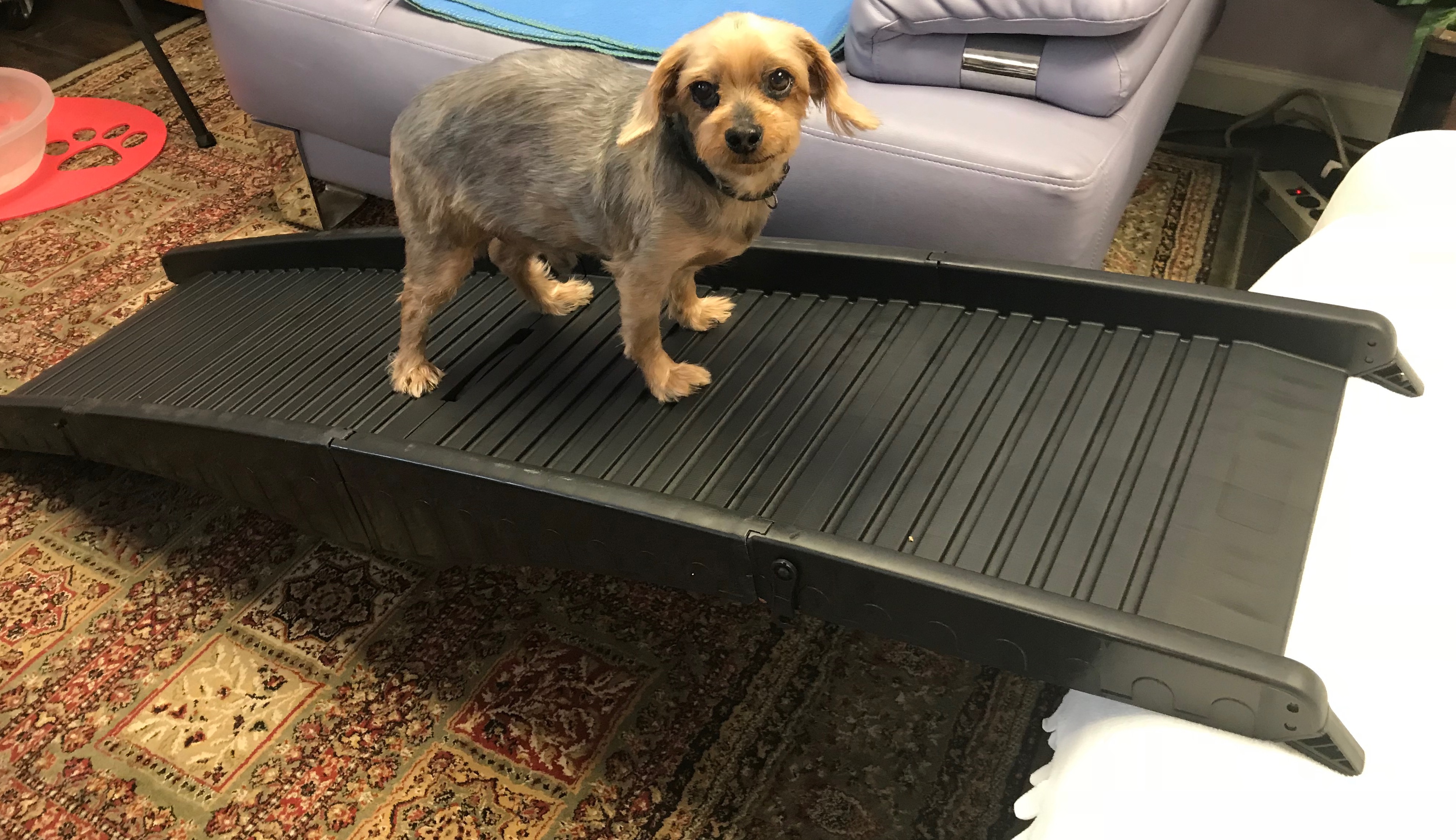 dog ramp, bed bath and beyond