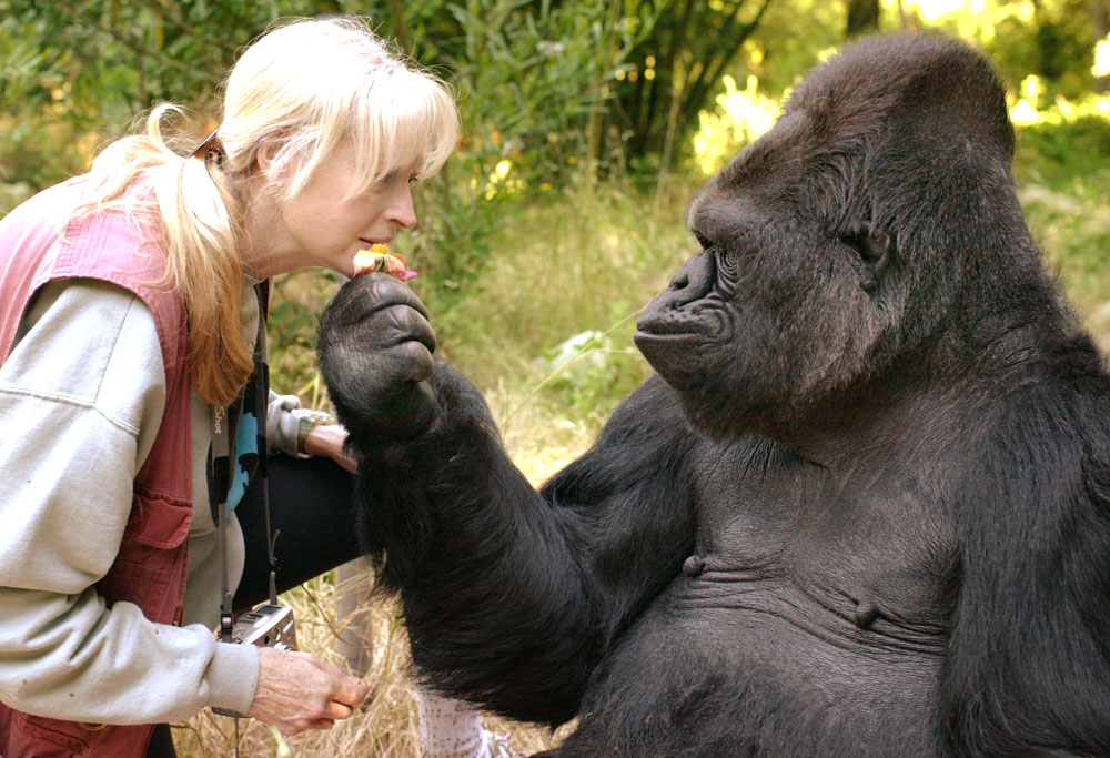 koko the gorilla