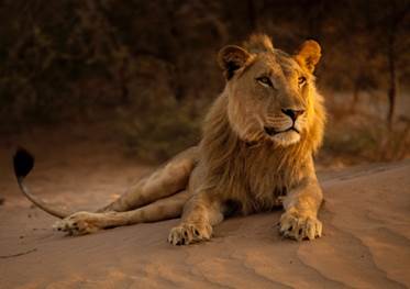 smithsonian desert lions