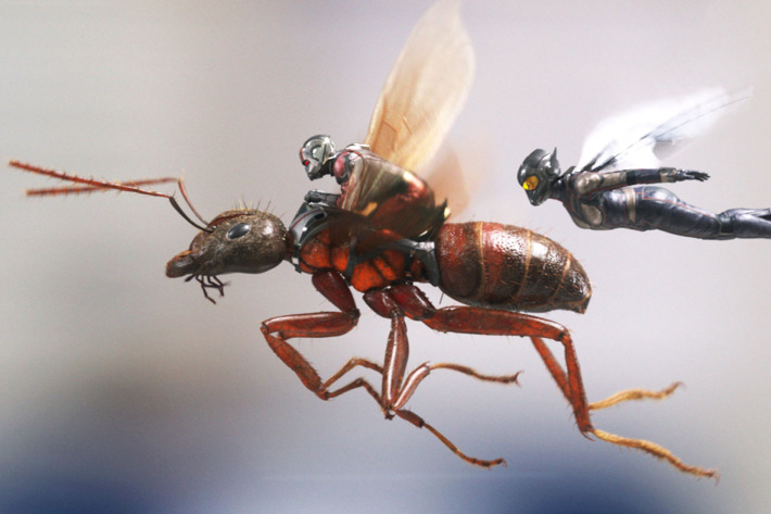 ant man and the wasp