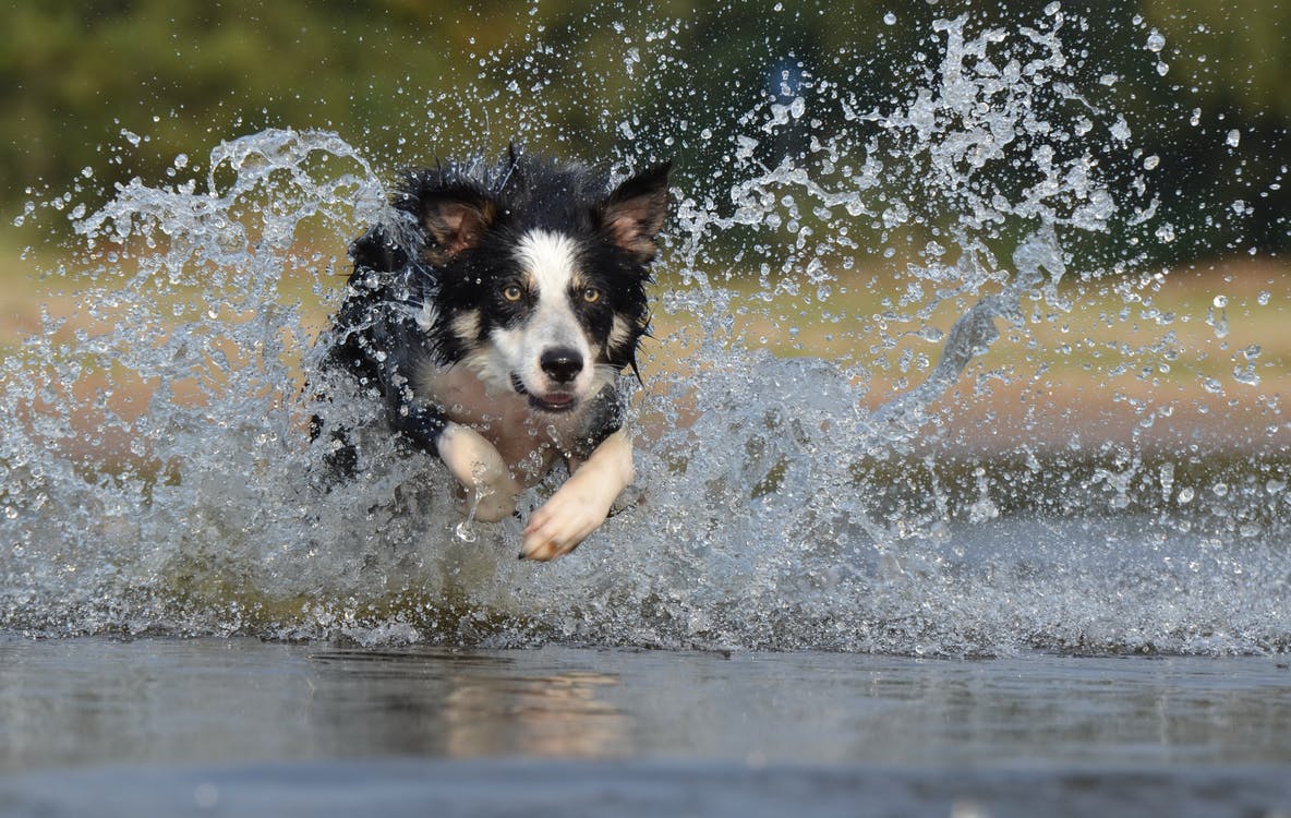 American Humane Hero Dog Awards