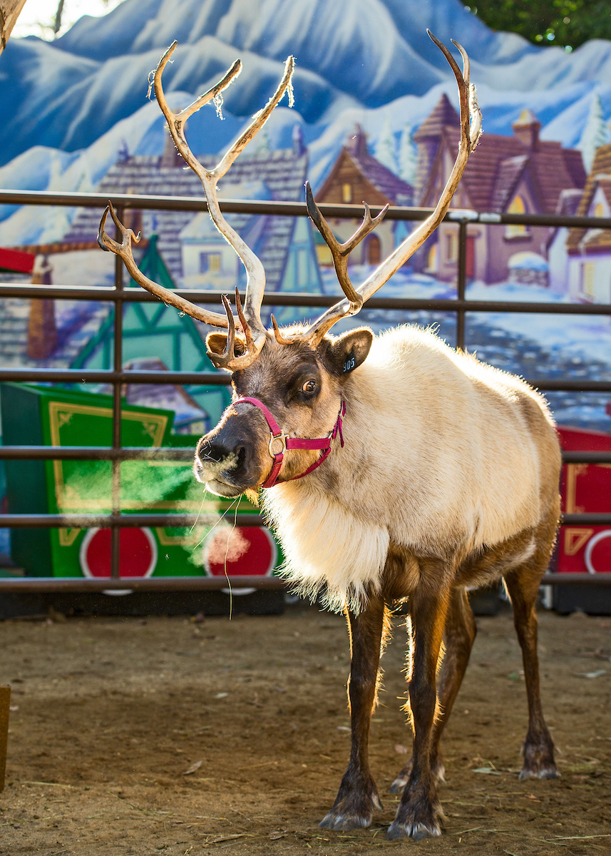 reindeer romp, LA Zoo