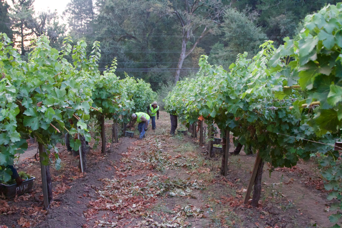 Olema Wine vineyard california