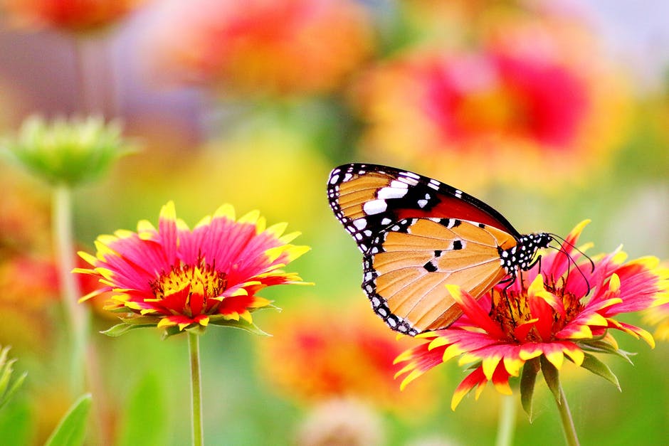 painted lady butterfly