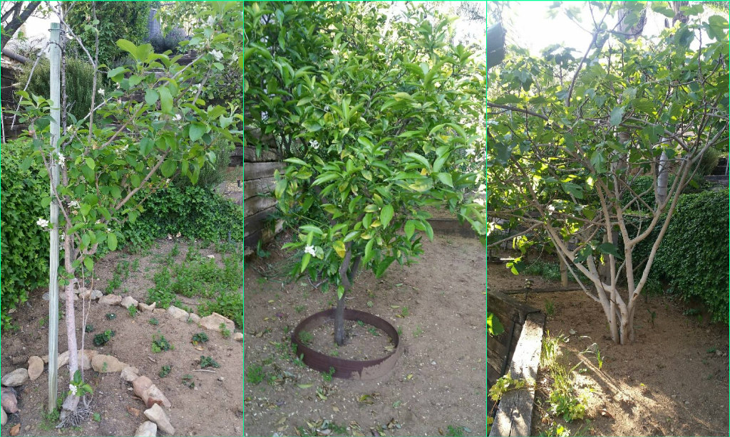 fruit tree