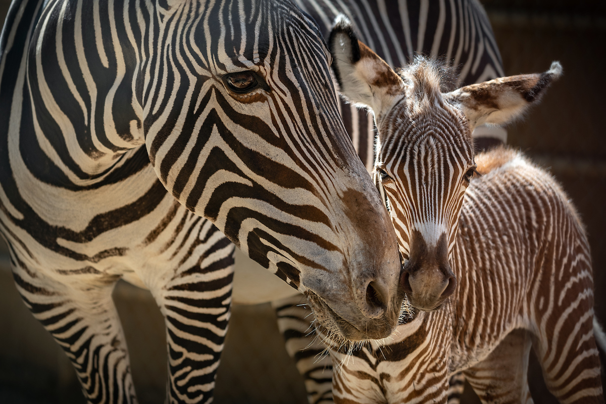 zebra, los ángeles zoo