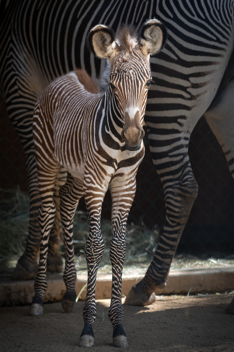 los ángeles zoo