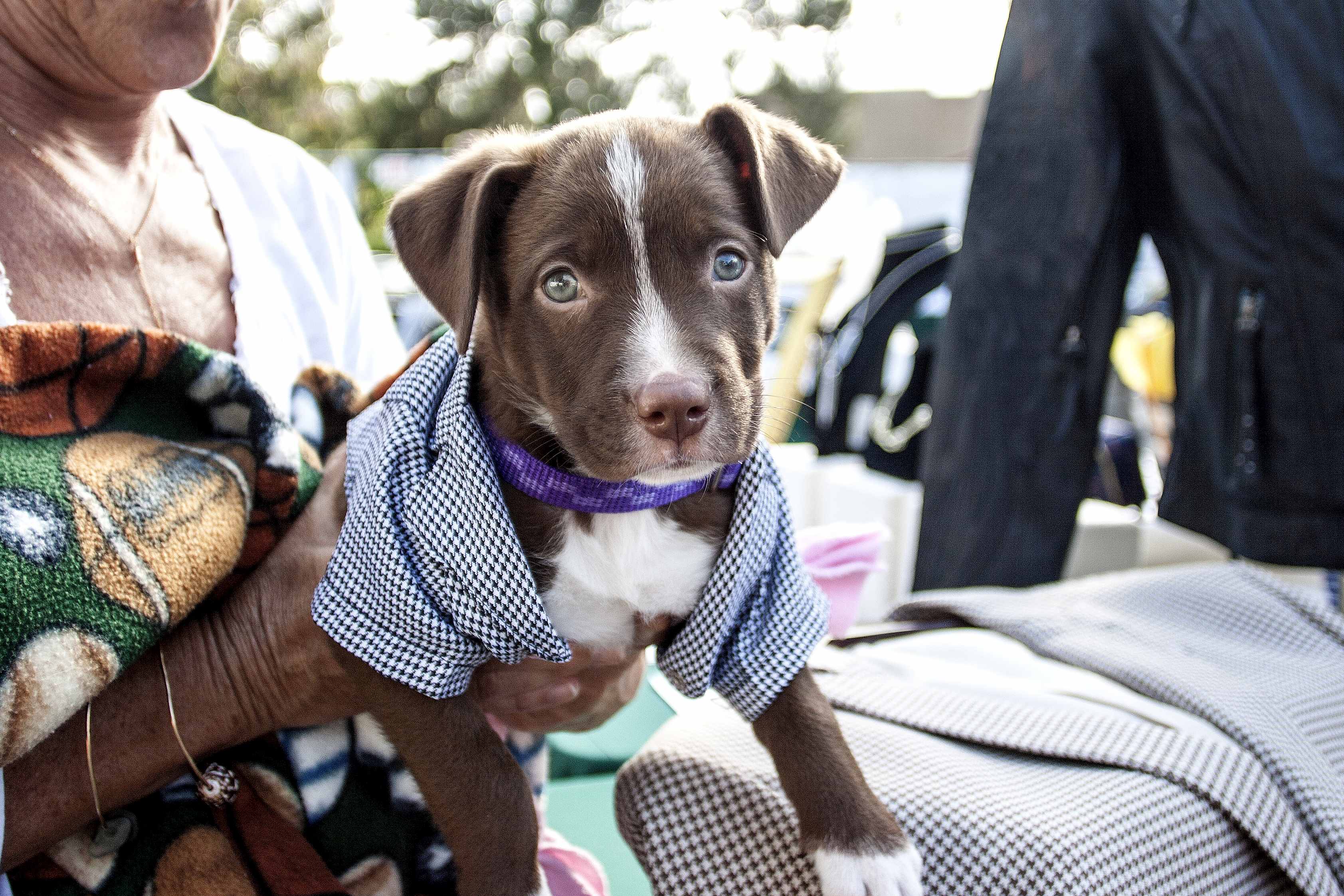 helen woodward animal center spring fling