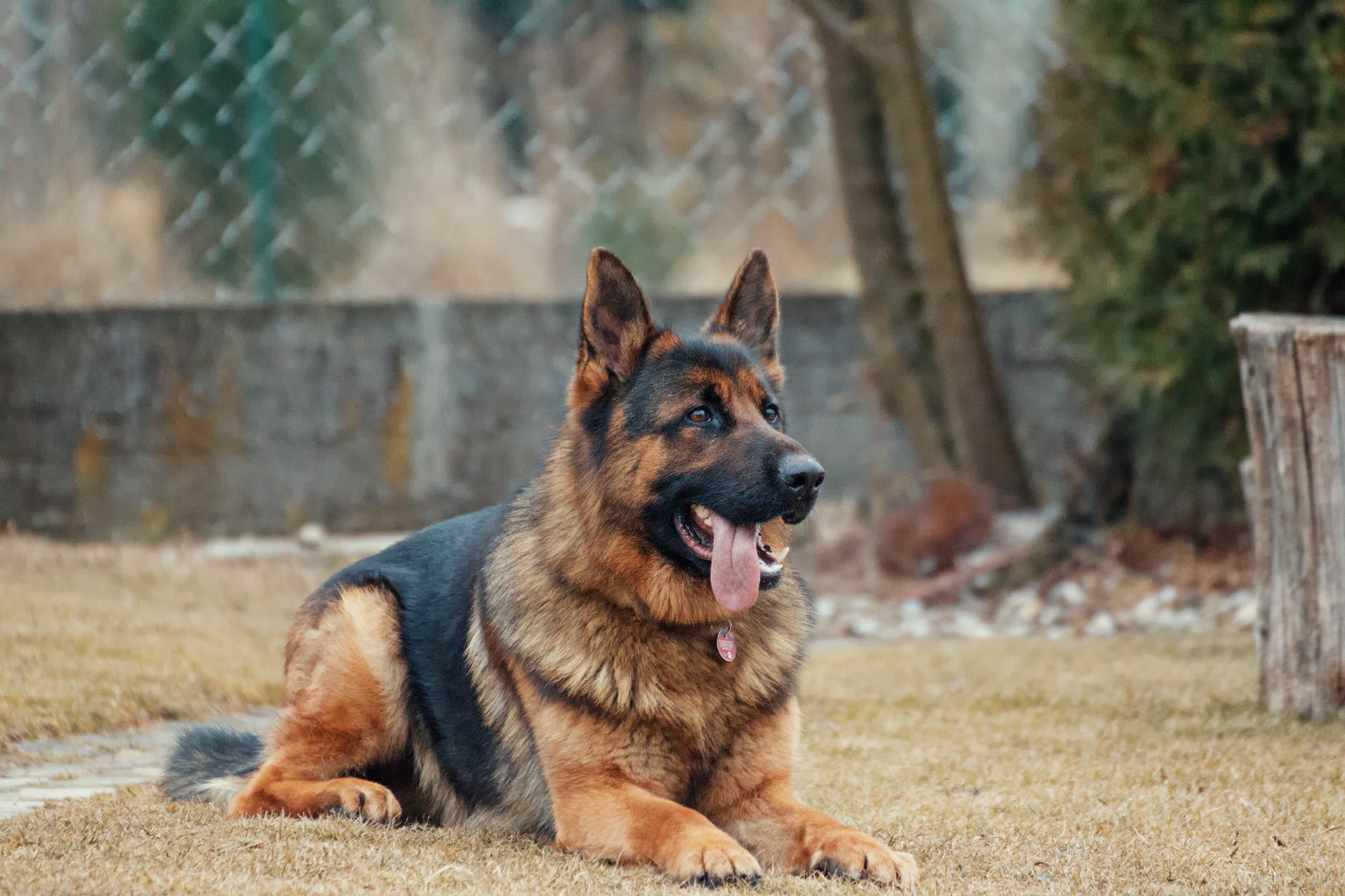 american humane hero dog awards