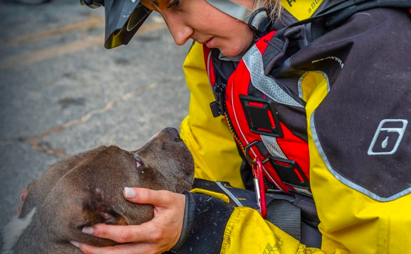 american humane rescue team