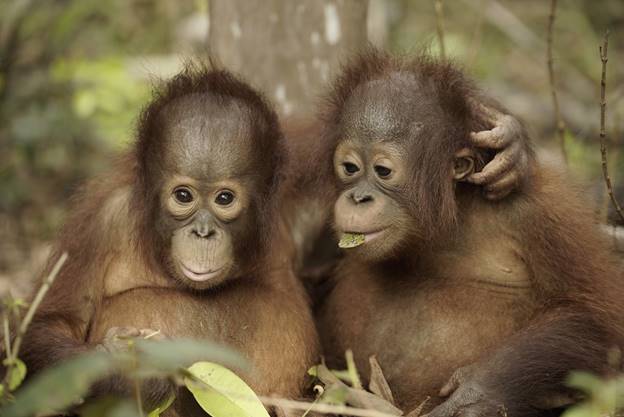 orangutan jungle school