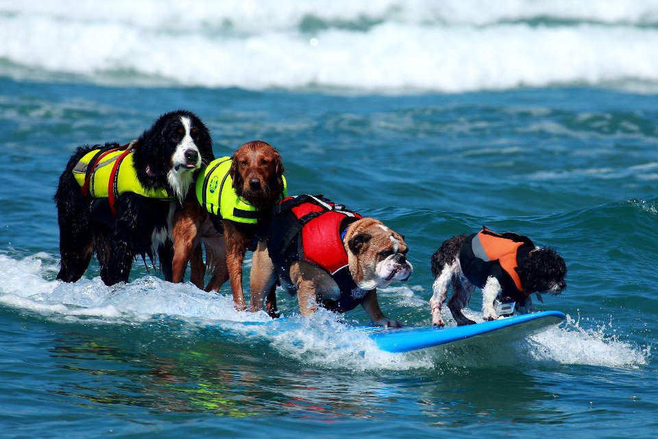 helen woodward animal center, dog surfing
