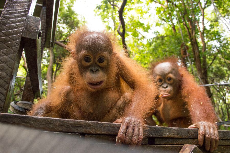 international animal rescue orangutan