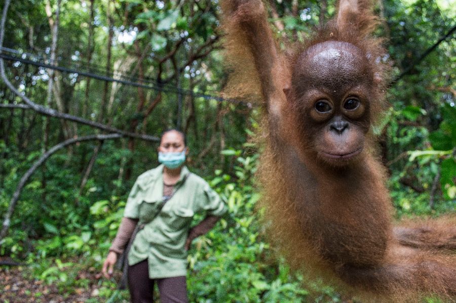 orangutan, international animal rescue