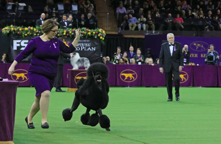 siba, poodle, best in show, westminster