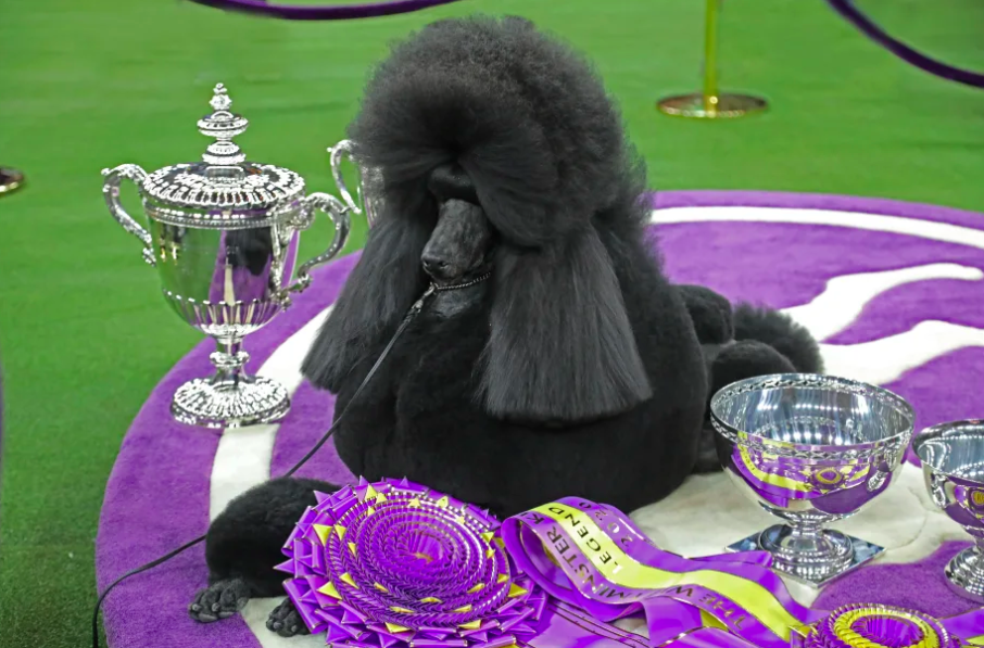 best in show