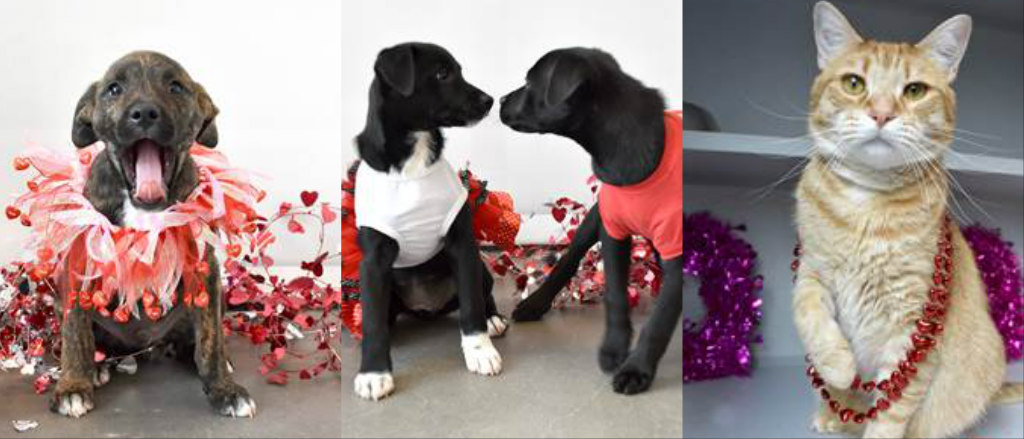 valentine's day, helen woodward animal center, adopt