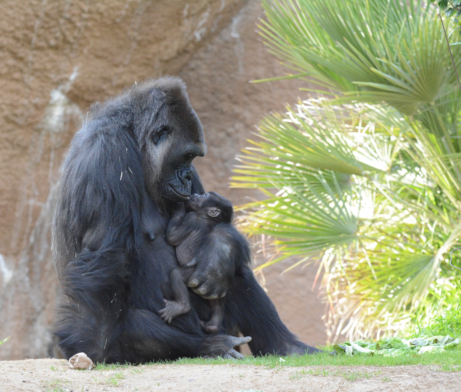 angela, gorilla, los angeles zoo