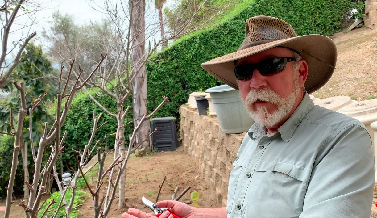 tom spellman, dave wilson nursery, latf usa, fruit tree pruning