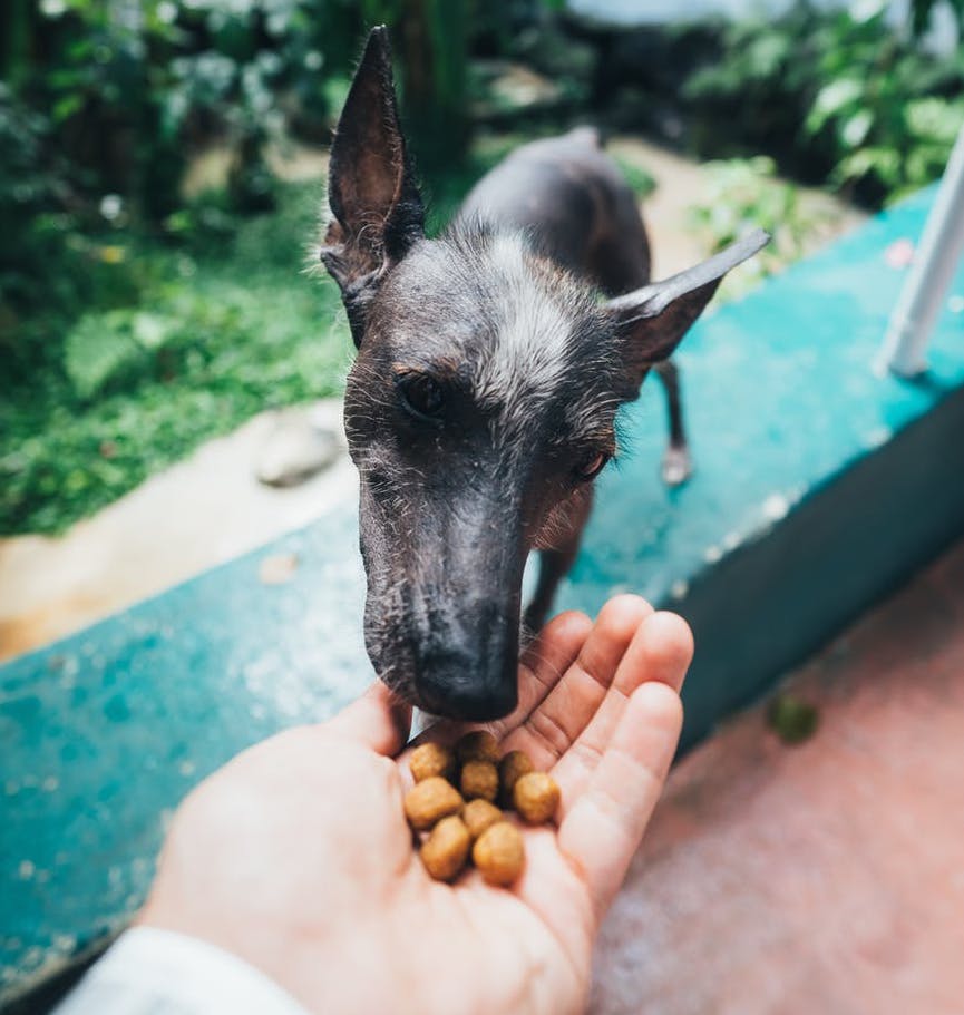 dog food, helen woodward animal center, animeals