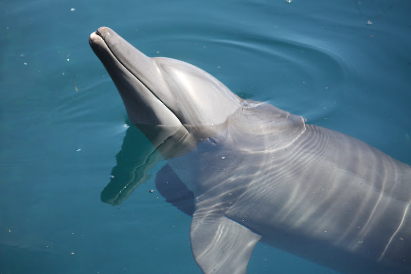 the dolphin project