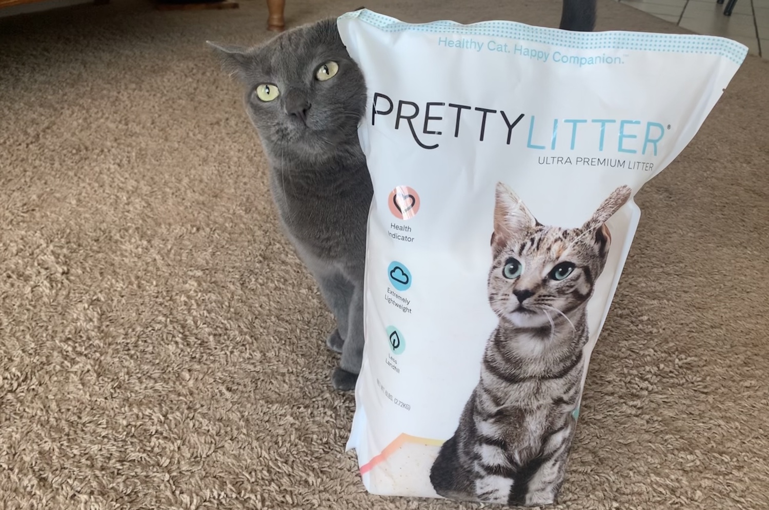 blanche, pretty litter, kitty litter