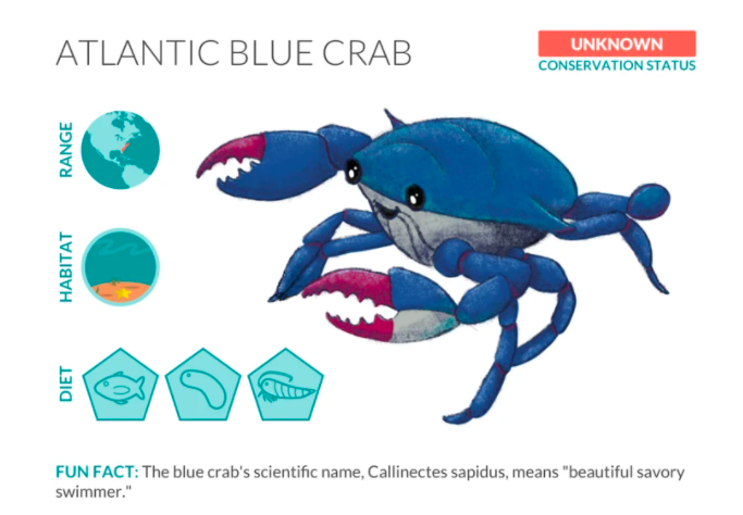 atlantic blue crab, seven seas illustration