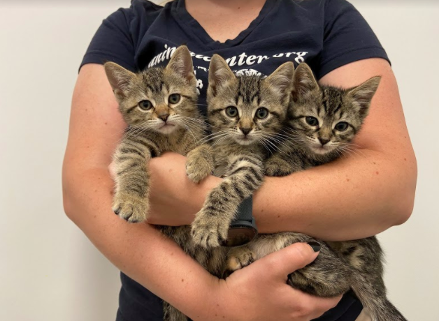 helen woodward animal center, kitten, cat adoption