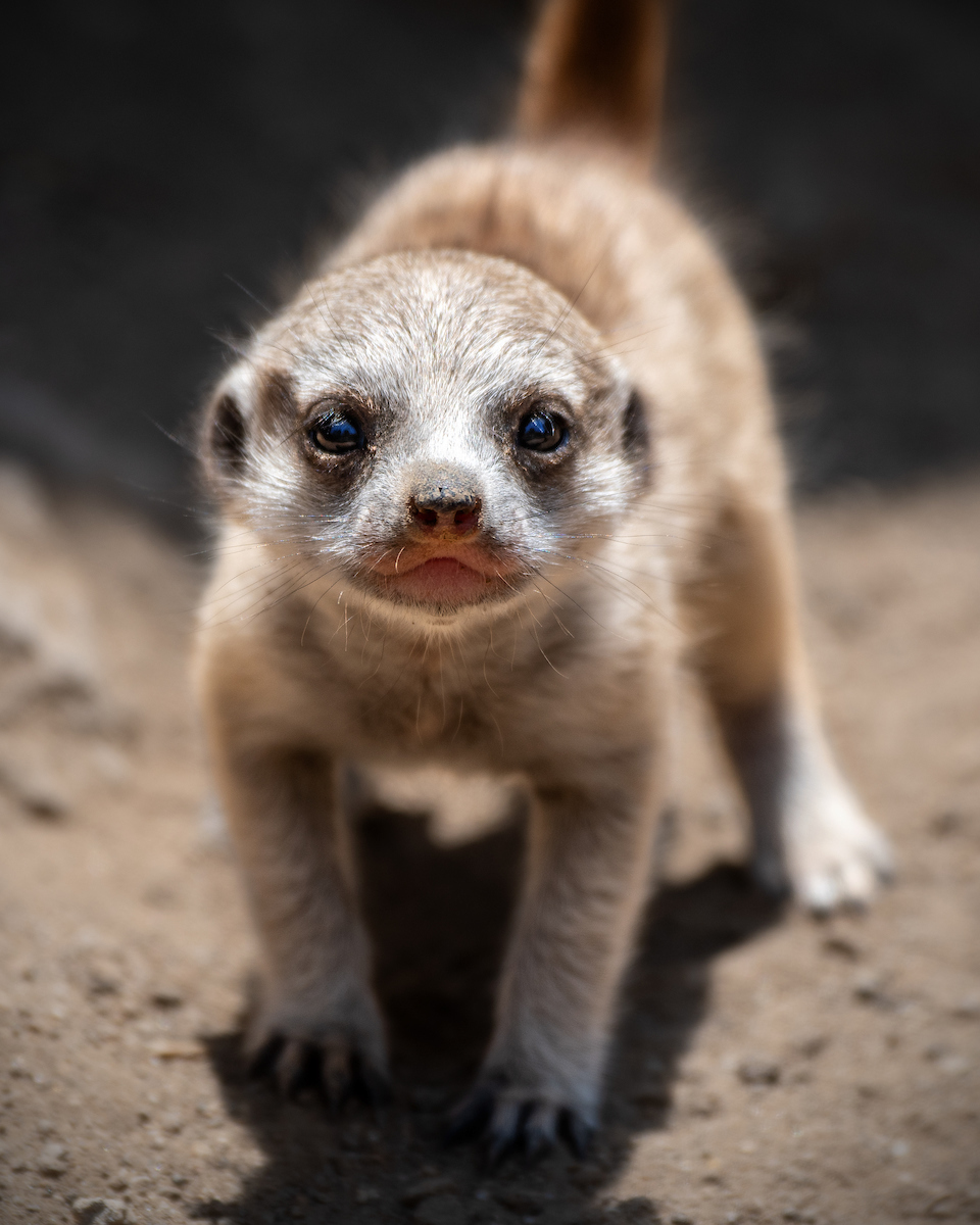 los angeles zoo, meerkat pup