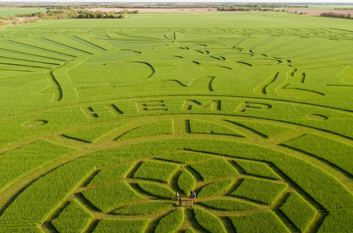 charlotte's web, trust the earth campaign, cbd