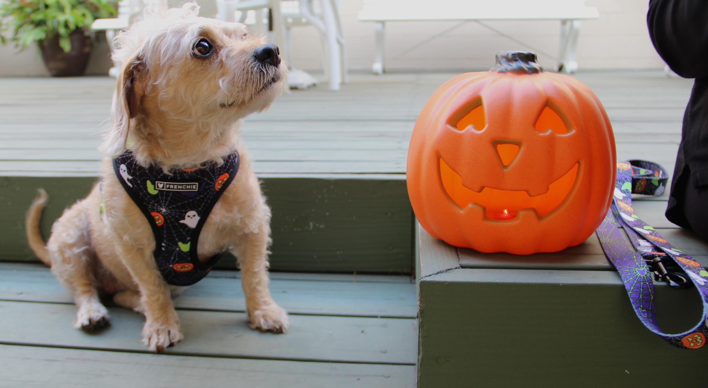 Laurie, frenchie, harness, dog