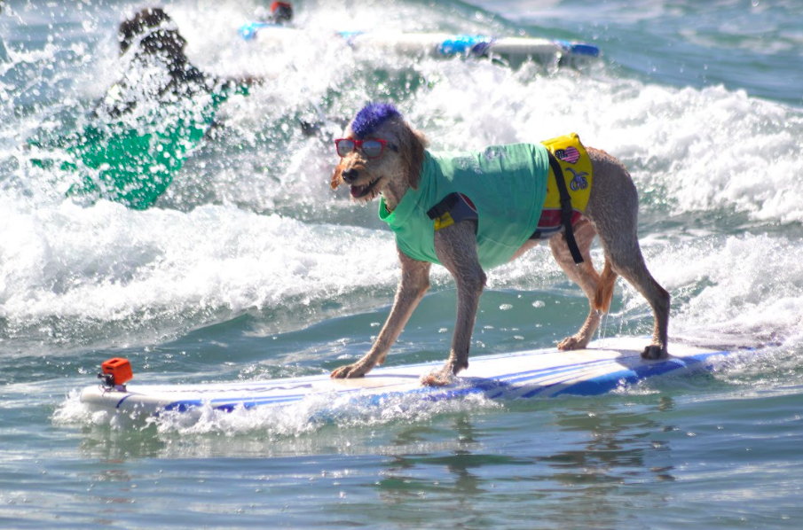 surf dog, the pack, amazon prime, helen woodward animal center