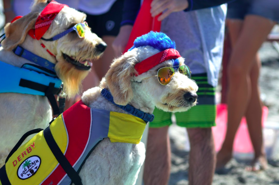 surf dog, the pack, amazon prime, helen woodward animal center