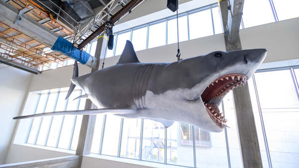 bruce the shark, academy museum, jaws