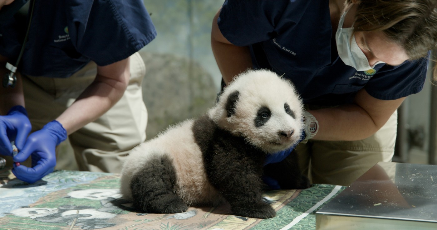  Baby Panda Xiao Qi Ji 