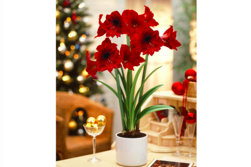 amaryllis, home depot, christmas