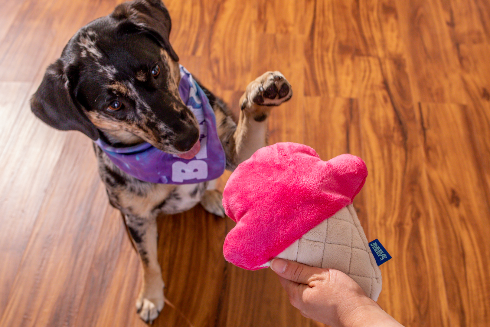 ben & jerry's, dogs, dog, ice cream for dogs