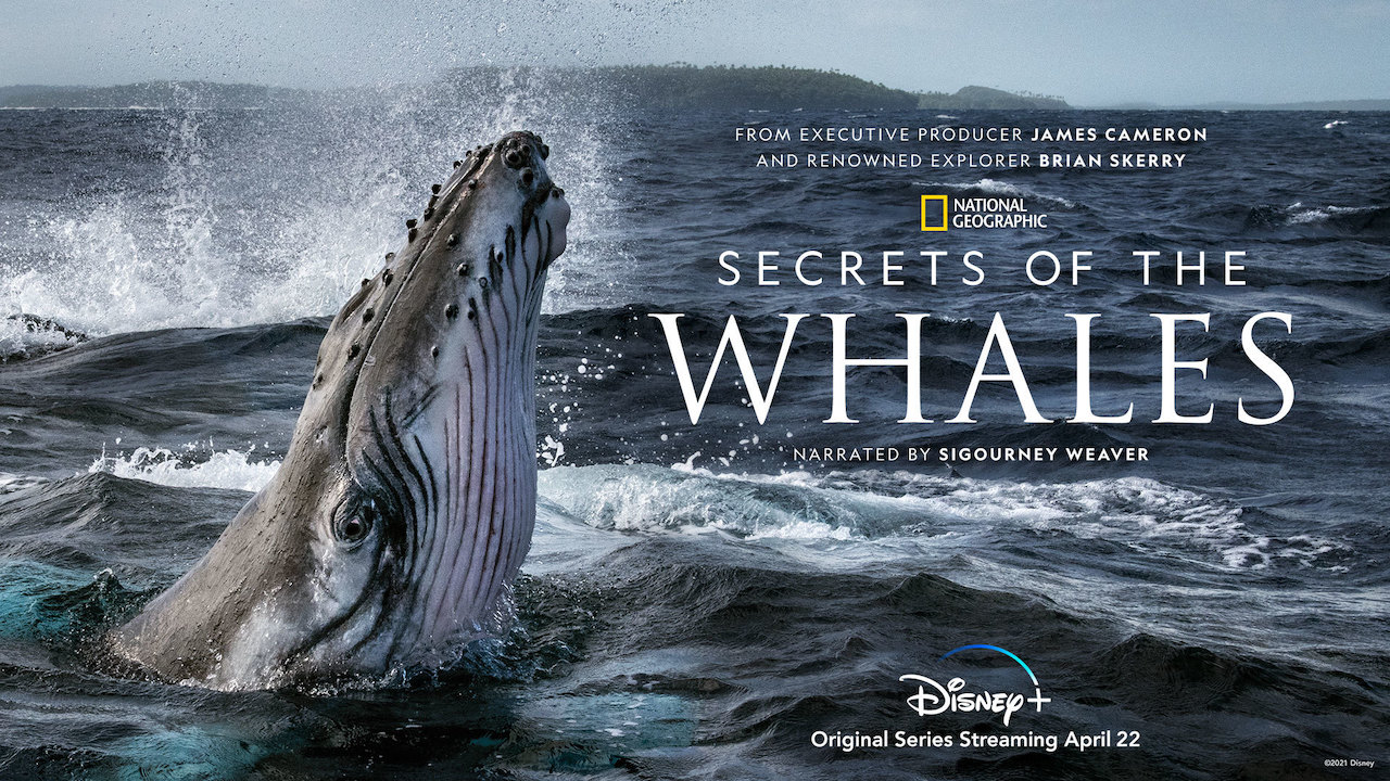 secrets of the whales