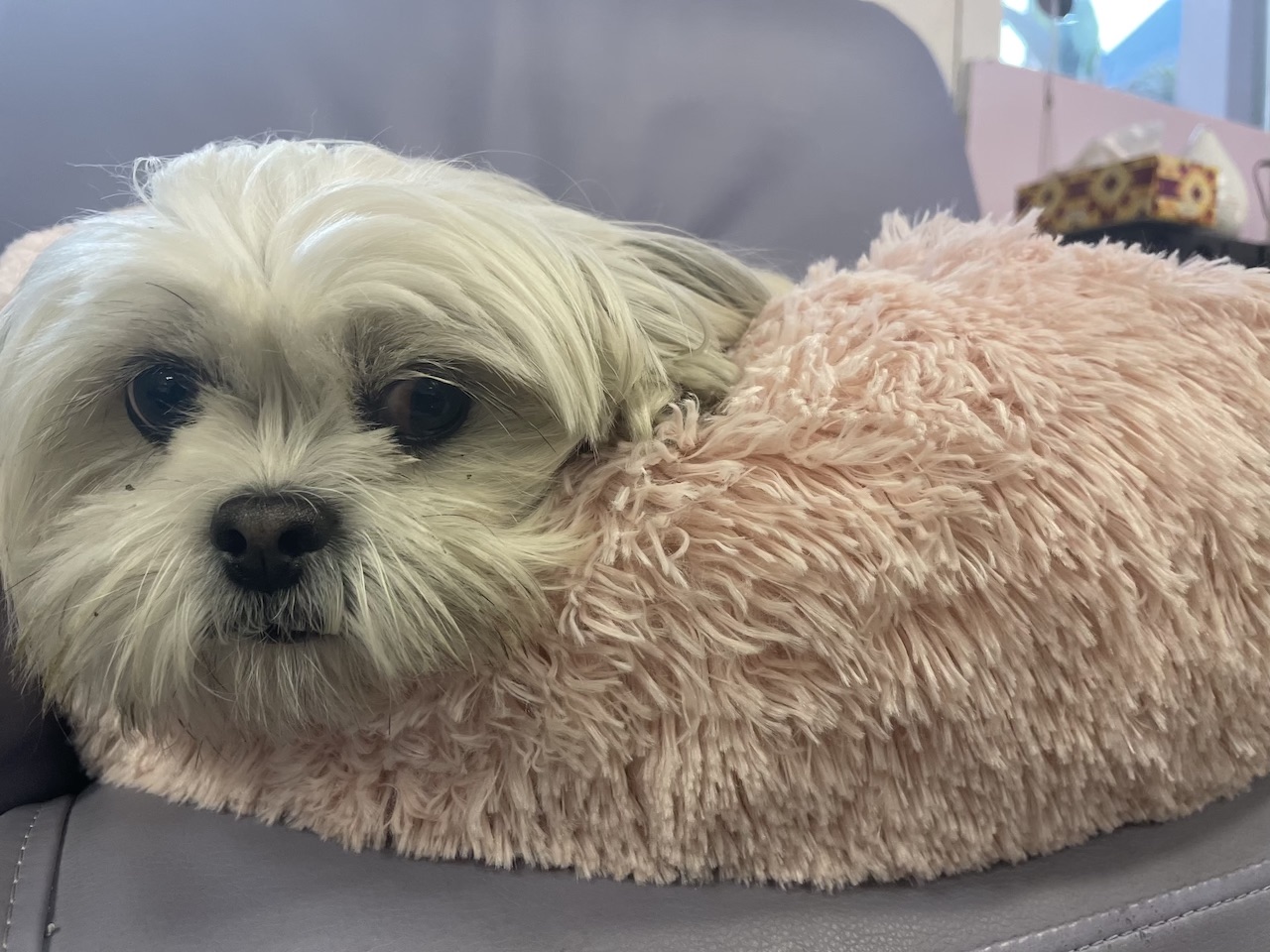 missy, outward hound, calming donut bed, dog bed