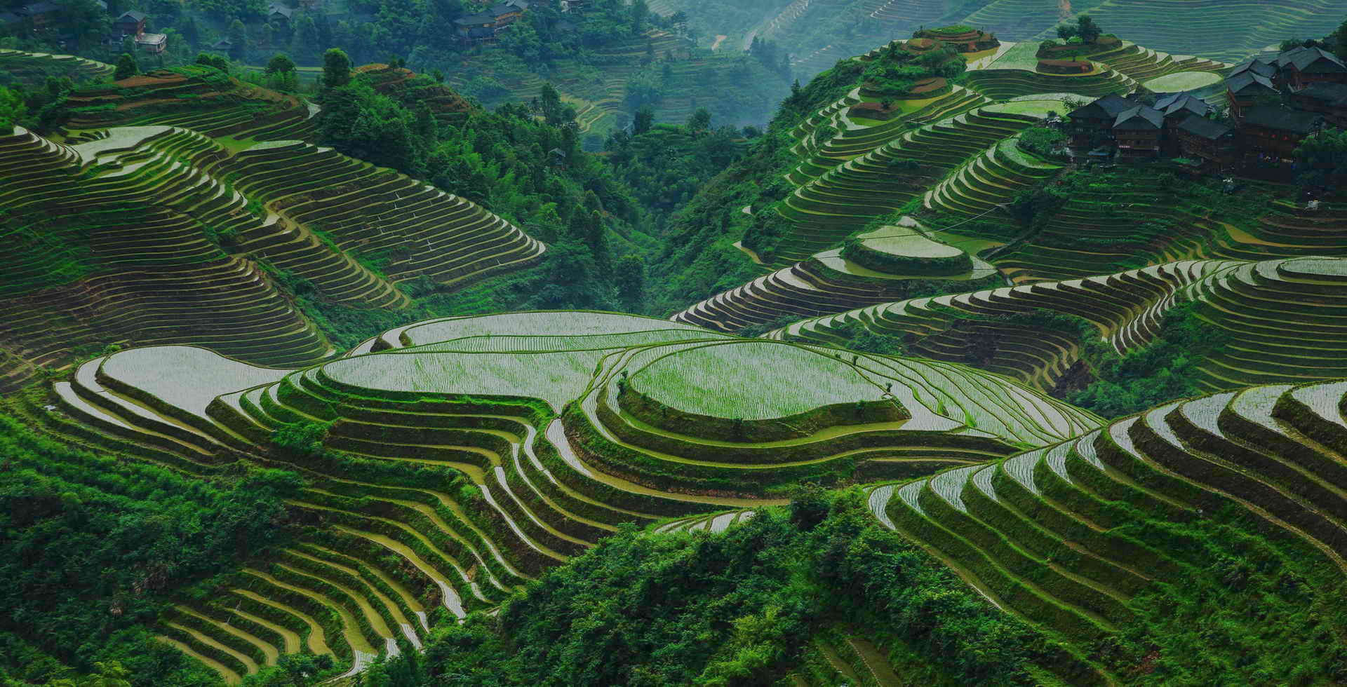 viori longsheng rice