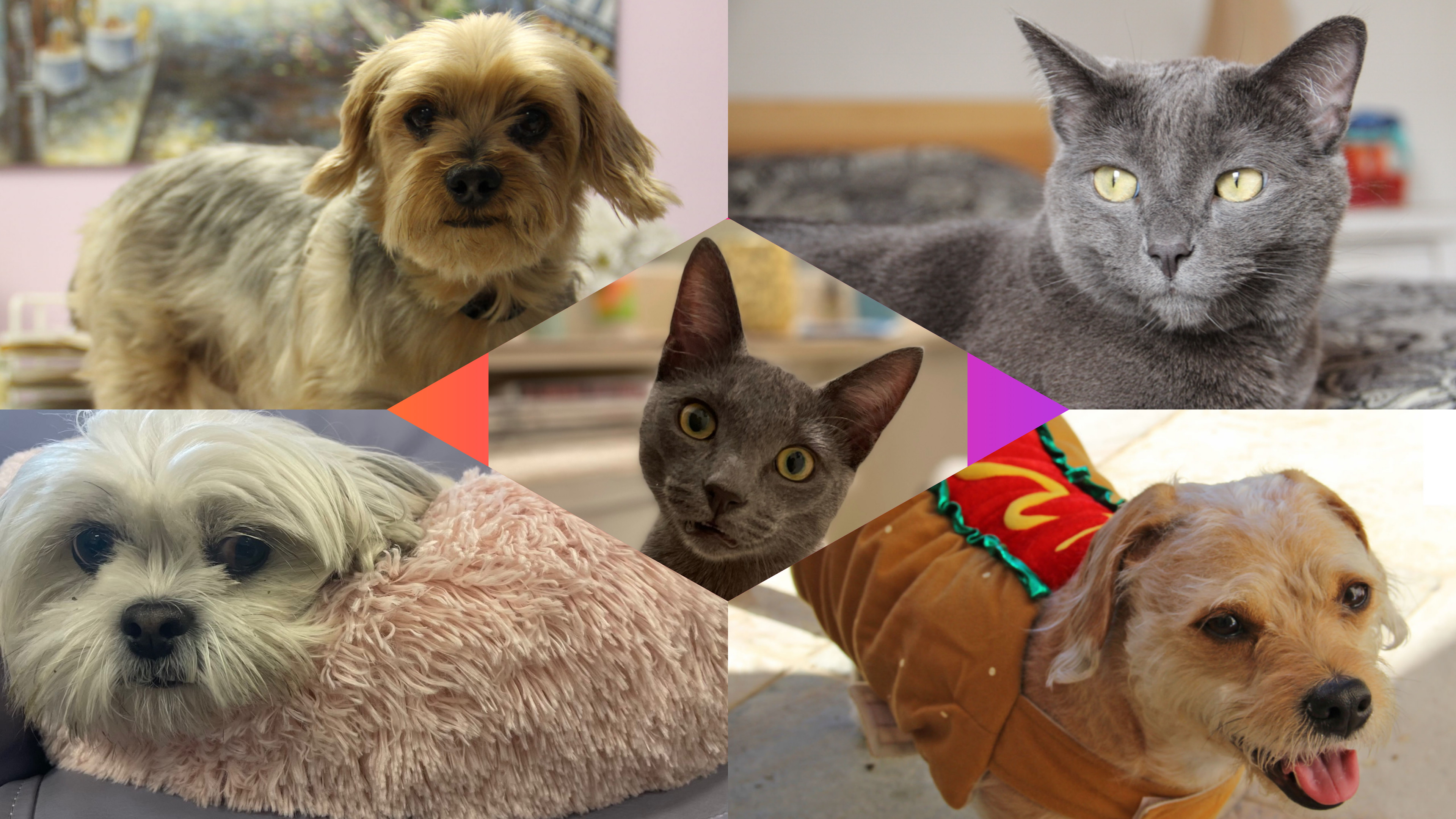 national adopt a shelter pet day, dog, dogs, kitten, kittens, terrier