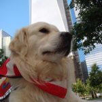 Chance From K-9 Disaster Relief