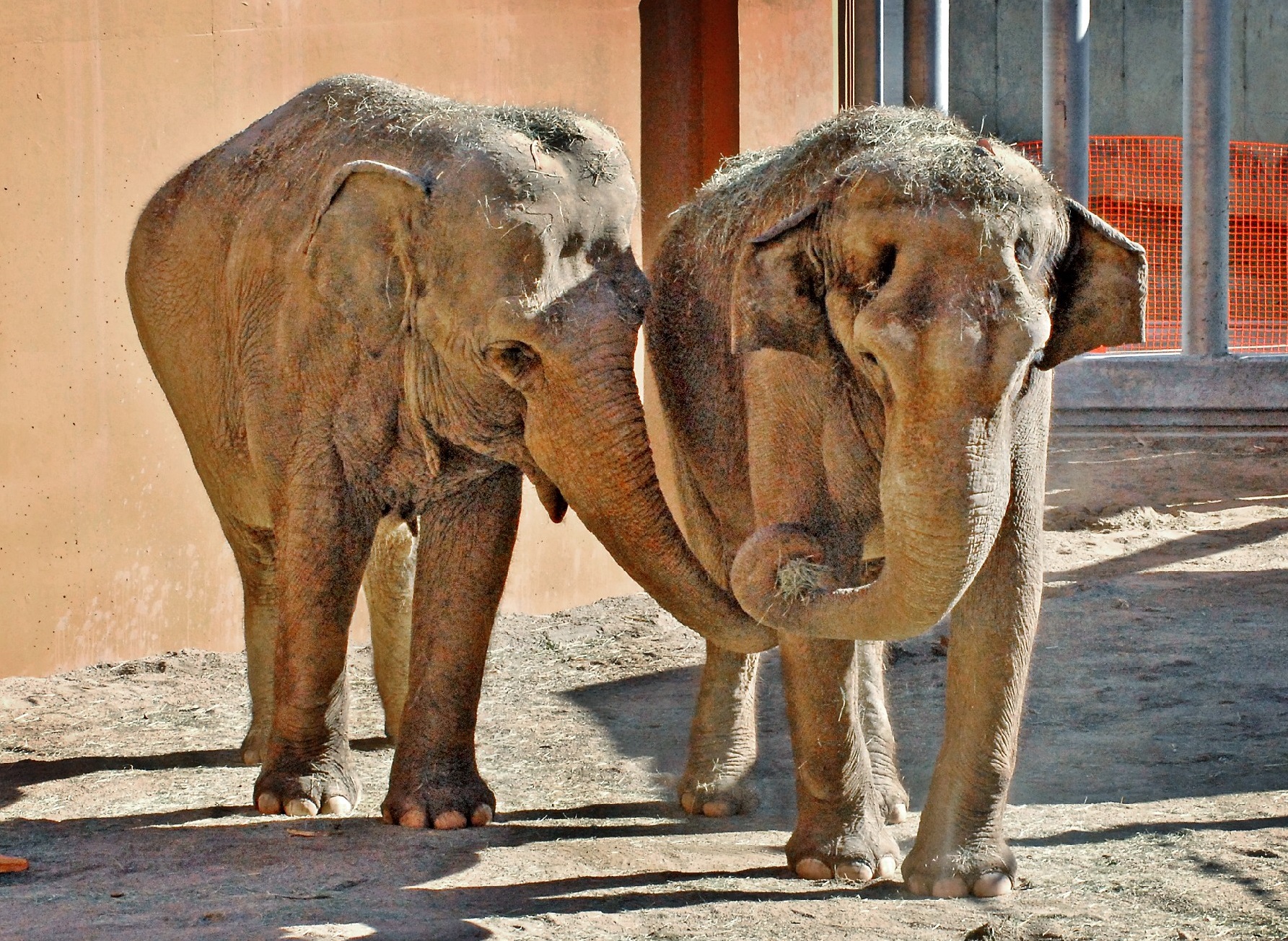 elephant tour los angeles