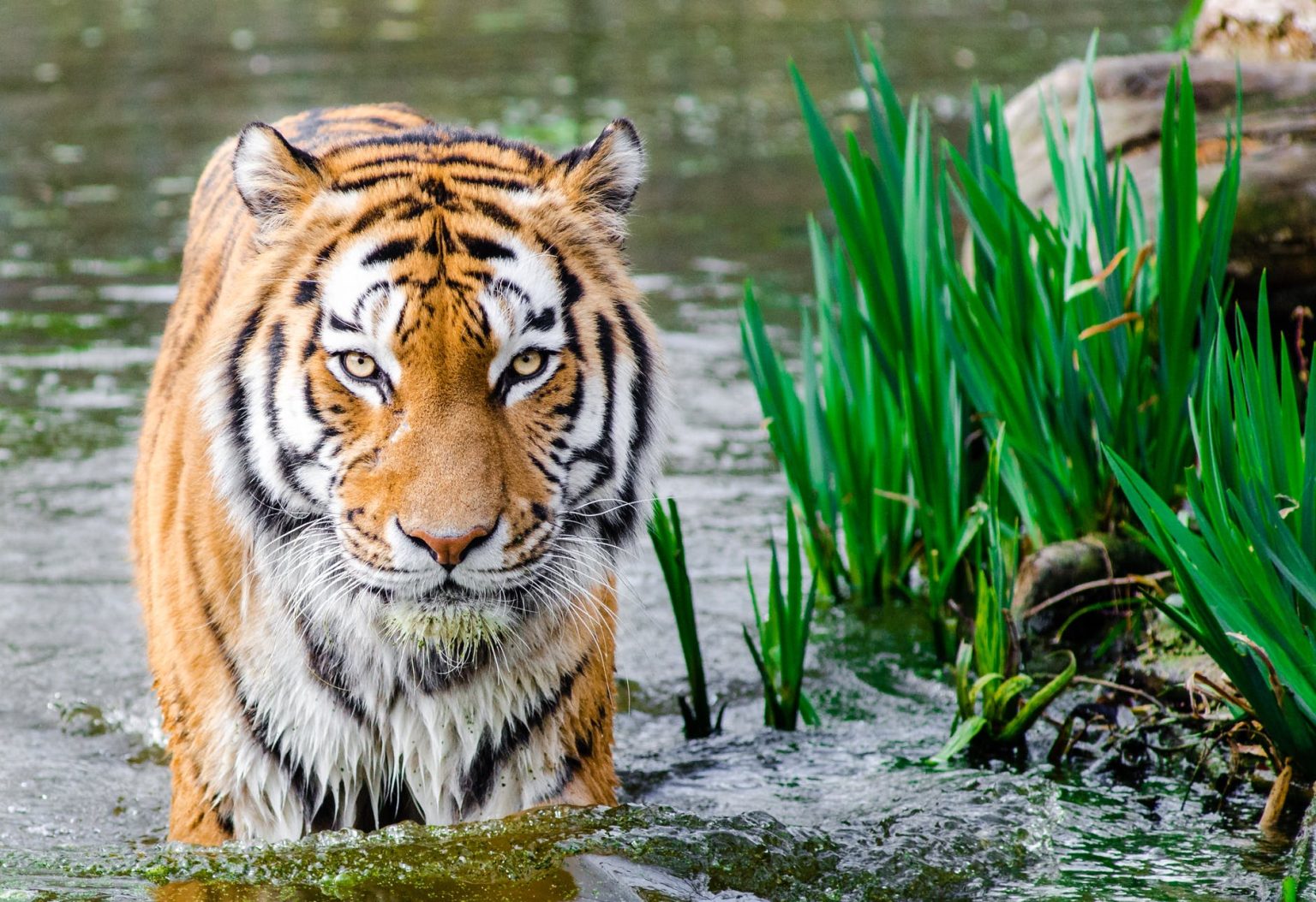 Celebrate Earth Day's 50th Anniversary With National Geographic LATF