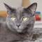 Blanche The Cat