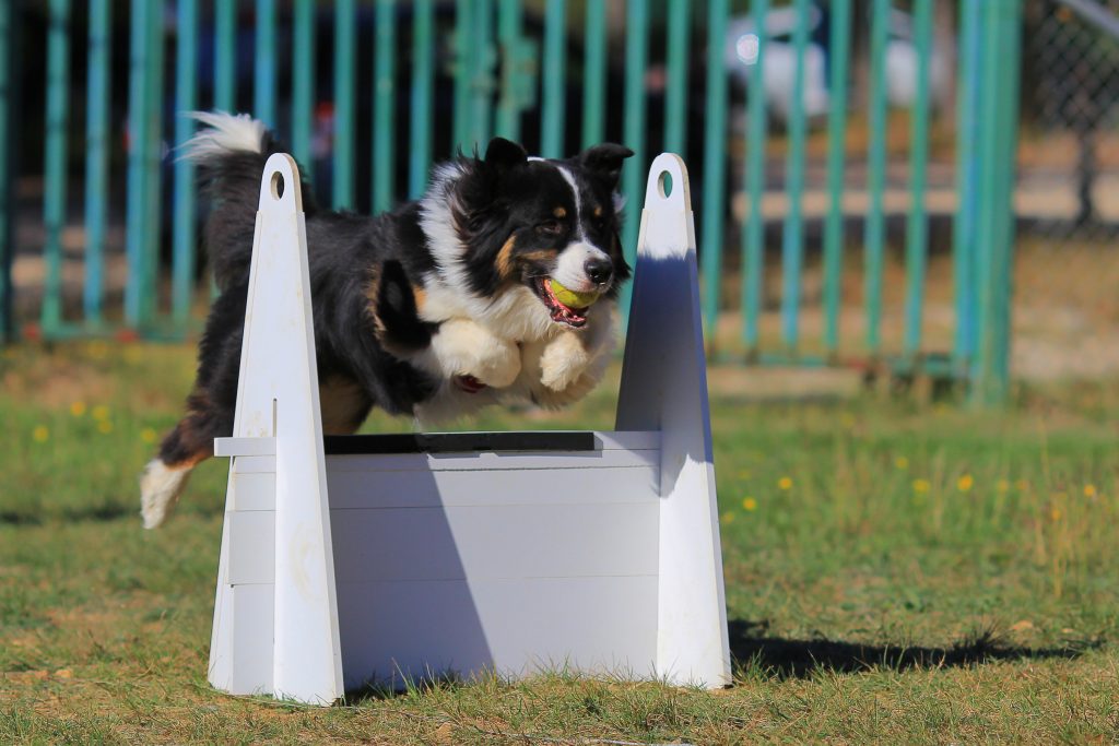  The American Kennel Club (AKC®)  fly dog challenge