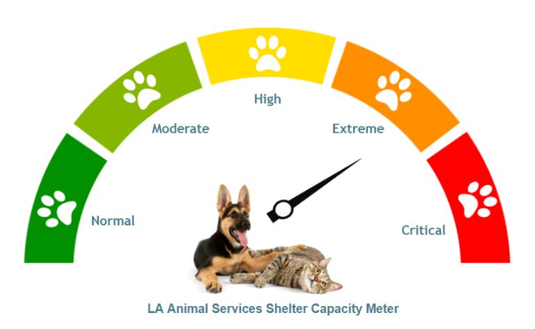 la animal services, pet adoption